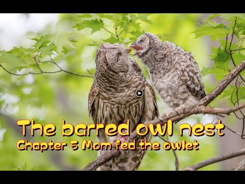 2020.5 The barred owl nest - Mom fed the owlet