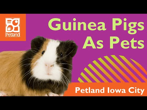 Guinea Pigs Make Great First Pets