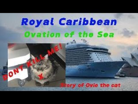 Thumbnail for Almost killed by Australian Border Security Ovie the Cat Royal Caribbean Ovation of the Seas Quantum