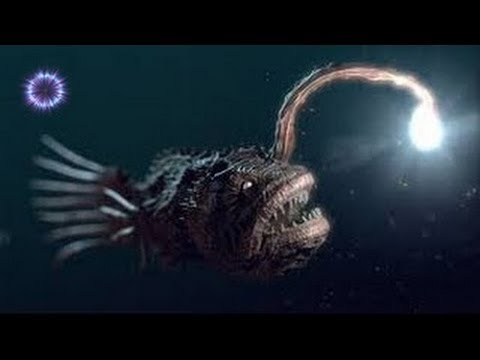 - HIDDEN PREDATORS HUNTING Sneakiest Animals On The Planet [Animal Nature Docu