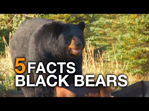 image-Where are black bears common?