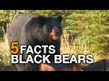 5 FACTS | Black Bears (True Facts)