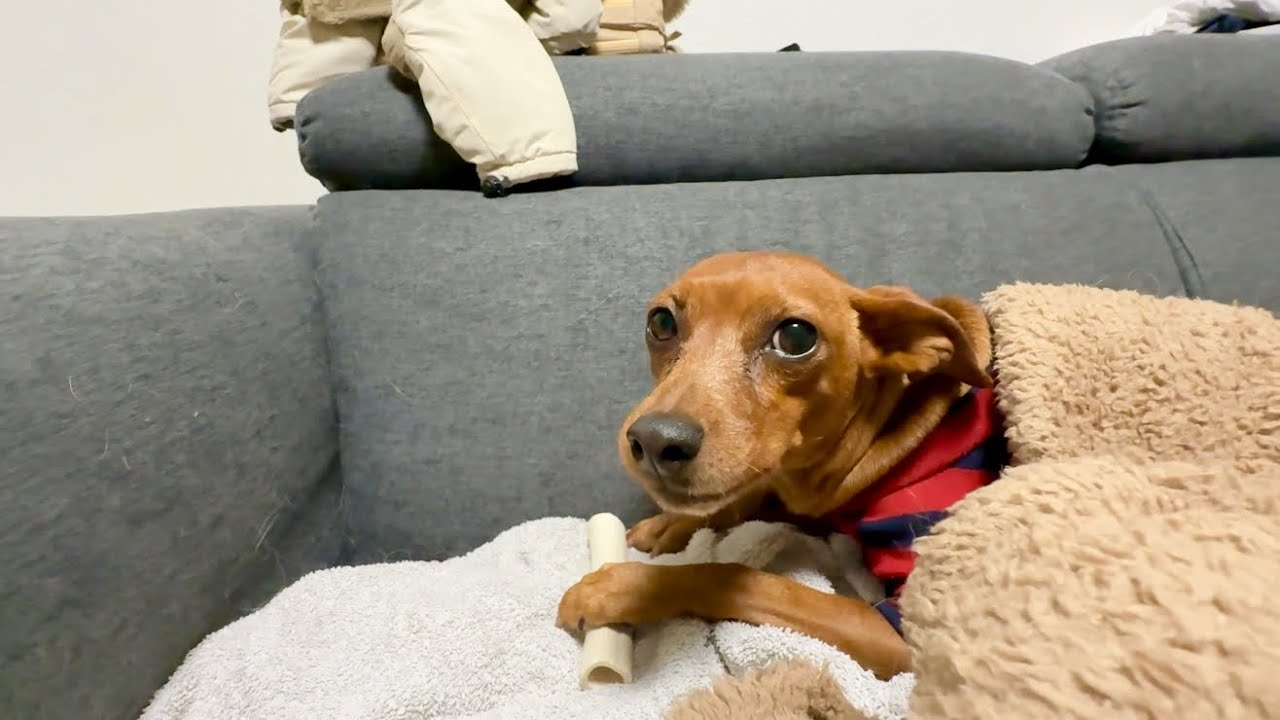 あたちの骨は渡さないわよ│ This bone is mine!