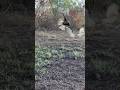 Eagle hunt bird of prey on the ground