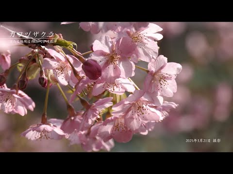 【佐賀県唐津市の風景：4K映像】カワズサクラほたる橋周辺(令和7年3月21日撮影：相知町伊岐佐）