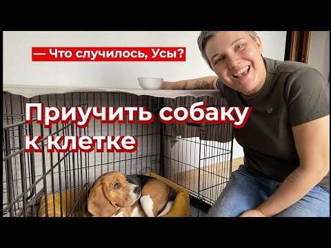 Как приучить собаку к клетке