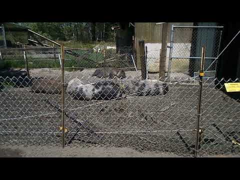 Dealing With Aggressive Pigs on the Homestead