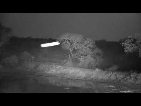 Djuma: Antelope on inside edge of the dam wall - 18:18 - 09/20/21