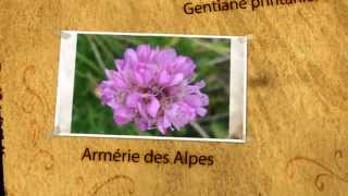 preview picture of video 'Les fleurs de Pralognan la Vanoise: un feu d'artifice de pollen et de couleurs'