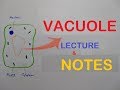 vacuoles