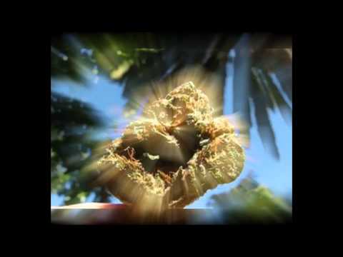 Blaya DUB Playa - Ladidadi riddim (Video)