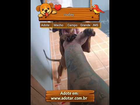 Vídeo de maley