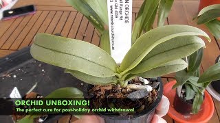 Unboxing New Orchids : How to cure post-holiday orchid withdrawal