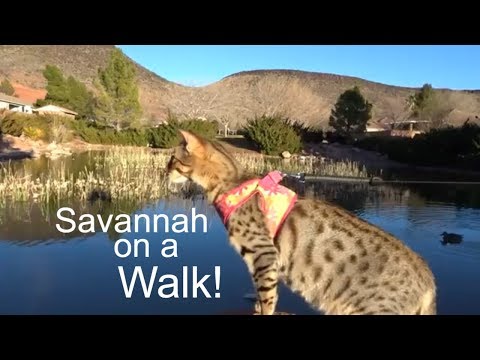 Taking our F3 Savannah Cat on a walk to the park!