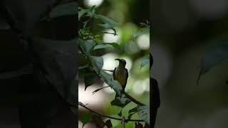 Download lagu Burung pijantung di alam liar. #burung #kicaumania #masteran #burunglangka #burungunik mp3 Download lagu Burung pijantung di alam liar. #burung #kicaumania #masteran #burunglangka #burungunik mp3