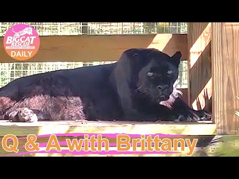 Big Cat Rescue LIVE Q&A with Brittany at Big Cat Rescue 09 22 2022