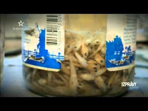 ČERNOBYL 11   ZVĚŘ V ZÓNĚ