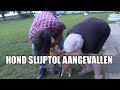 Hond Slijptol aangevallen tijdens opname