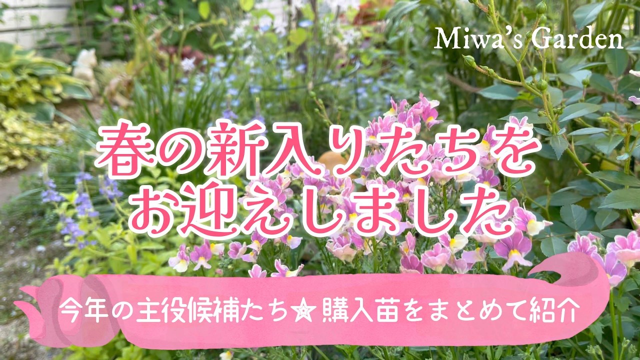 ガーデニング・春の新入り苗をご紹介｜植え付け前のワクワク時間とアナベルの挿し木｜おしゃれな庭づくり