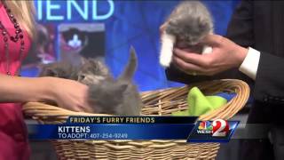 Furry Friend: Cat adoption fees waived in Orange County