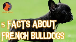 5 Fun French Bulldog Facts!