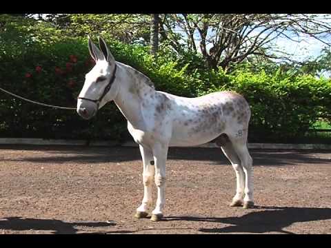 HARAS E RAÇAS - MULA PRETA-MAAB (QUINTA-FEIRA)
