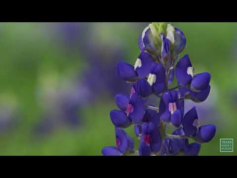 download lagu mp3 mp4 Flower Fields In Texas, download lagu Flower Fields In Texas gratis, unduh video klip Flower Fields In Texas