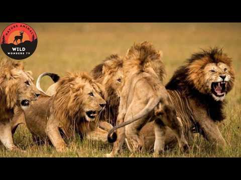 Mapogo: The Deadly Brotherhood That Reigned the Savannah #wildanimals | Wild Wonders TV