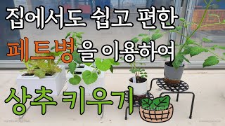 실내에서 상추키우는 방법!!! 심지를 이용한 자동급수화분