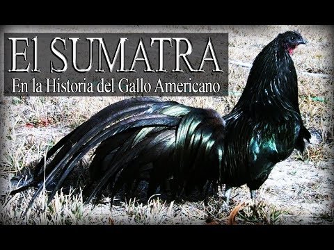 , title : 'El sumatra'