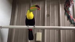 Beak Week! - Keel-billed Toucan