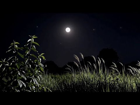 FOREST AT NIGHT – Crickets, Owls, Rain & Wind in Trees | Relax • Study • Sleep | 100% RELAX