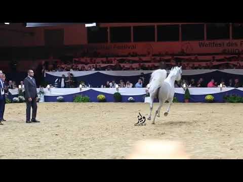 mountassar al zobair Germany All Nations Cup - 2017