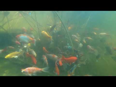 Iaz koi Malu cu Flori