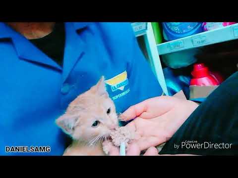 LINDO GATITO_ft_Daniel_Marilena