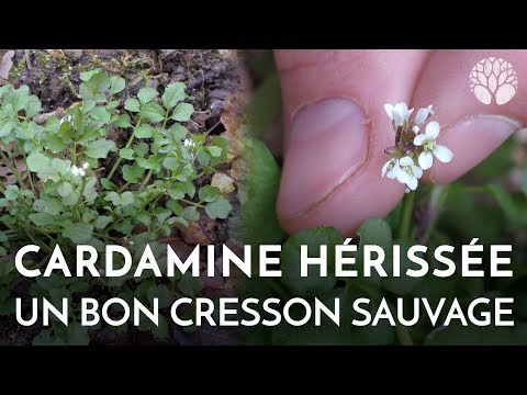 The bristly cardamine, excellent to eat!