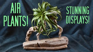 Air Plant Overview, Beautiful Plant Displays!