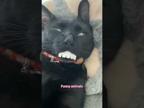 funny cats compilation #shorts #trending @sameenshoaib3770