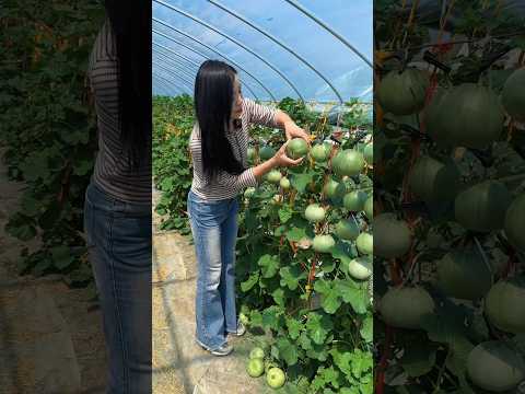 Beautiful natural cucumber garden and harvesting with rural farming life #2024 #harvesting #fresh