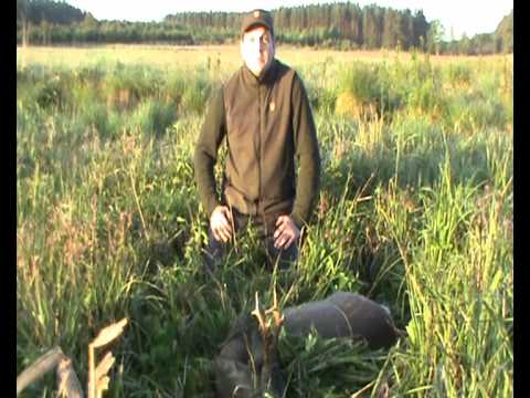 Bock auf der Fruehpirsch erlegt!