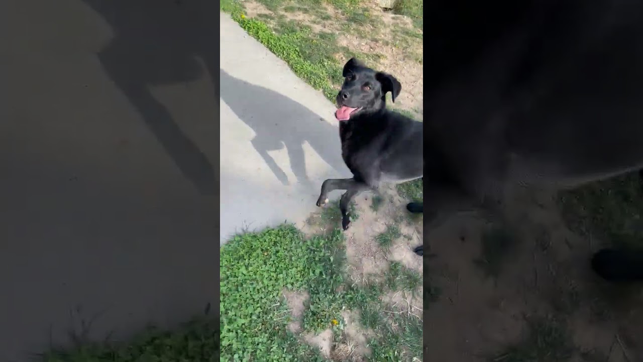 Enlarge Harper, a Adoptable mixed breed in TONASKET, WA video 5/5