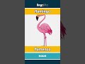 flamingo - flamenco video thumbnail