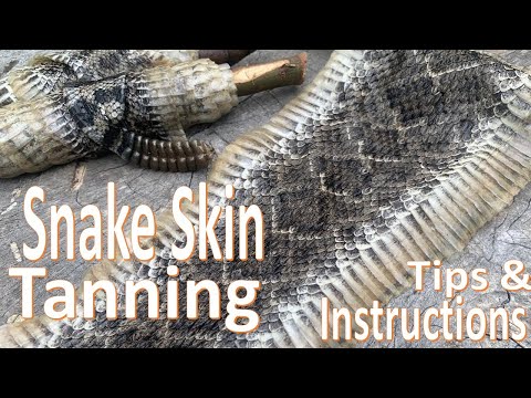 Snake Skin Tanning and Preserving - How To -