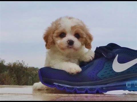 download lagu mp3 mp4 Cavalier King Charles Spaniel And Bichon Frise Mix, download lagu Cavalier King Charles Spaniel And Bichon Frise Mix gratis, unduh video klip Cavalier King Charles Spaniel And Bichon Frise Mix