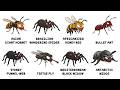 Every Continent's Most Terrifying Bug Explained