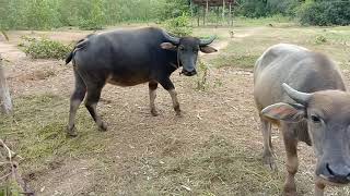 preview picture of video 'Buffalo on the farm in Udonthani.'