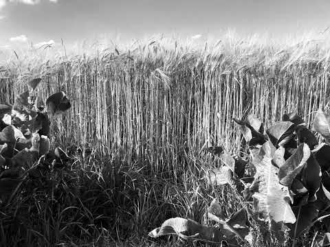 Reaping Realities ( Witch House Mix )