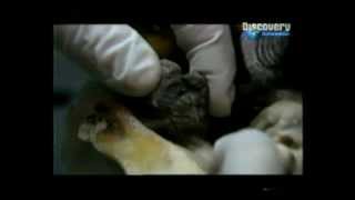 NIÑO DE 7 AÑOS "EMBARAZADO"? IMPRESIONANTE!