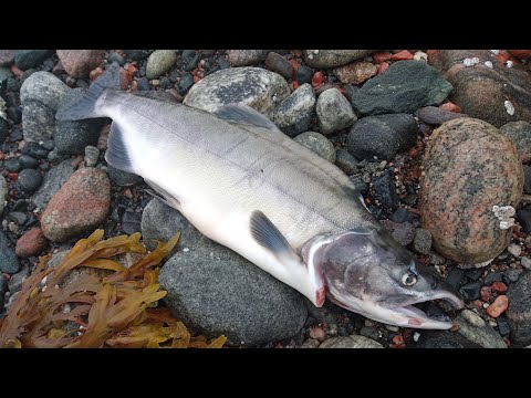 KYTTYRÄLOHTA, KYSYMYKSIÄ JA GOOGLE - VASTAILEN USEIN ESITETTYIHIN KYSYMYKSIIN