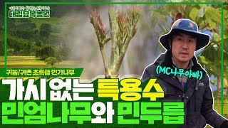 귀농귀촌 인기 나무! 가시가 없는 특용수 민엄나무와 민두릅 | [대림묘목농원_약용수]
